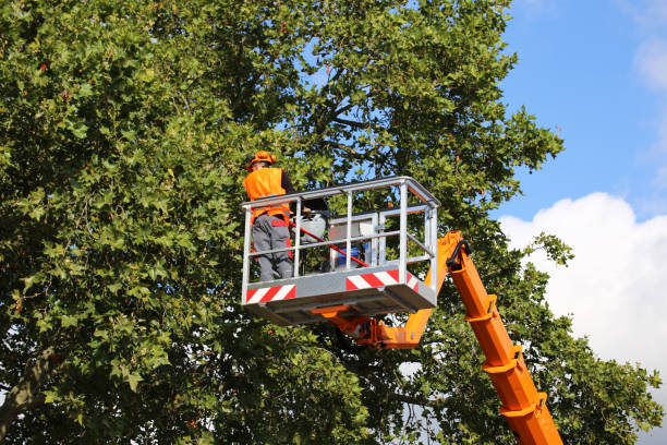 The Steps Involved in Our Tree Care Process in Palm Beach, FL